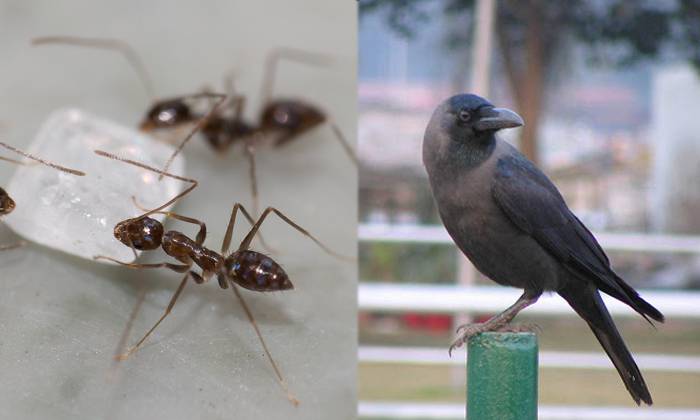 Telugu Bad Luck, Black, Crows, Elinati Shani, Fear, Shaneeswara, Shani, Shani Gr