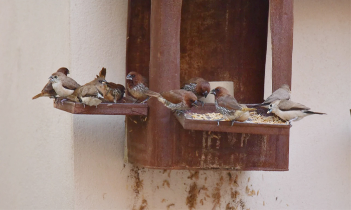  Innovative Attempt By Young Man To Save Sparrows Details, Save Sparrows, Sparrow-TeluguStop.com