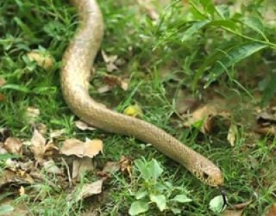  Irula Tribals In Tn Granted Permission To Catch Snakes For Venom-TeluguStop.com