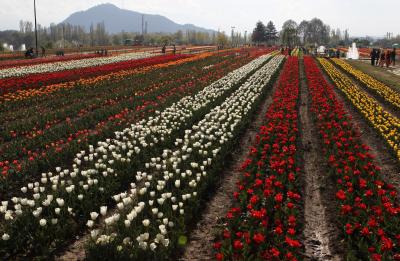 Kashmir On The Crest Of Horticulture Tourism Kashmir On The Crest Of Horticulture Tourism-TeluguStop.com