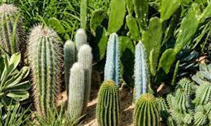 Learn Cactus Survives Without Water , Cactus Survives , Without Water , Water-TeluguStop.com