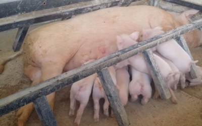  Rajasthan Govt Issues Circular Against Confining Mother Pigs-TeluguStop.com