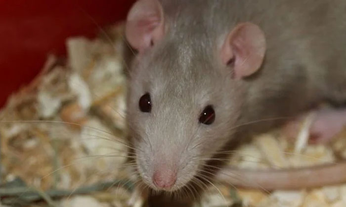  Why Does A Rats Gnaw On Everything, Rats , Rats Gnaw , Teeth , Teeth Grow , Pa-TeluguStop.com