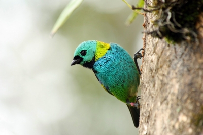  Re-grown Tropical Forests May Have Short Lifespans: Study-TeluguStop.com