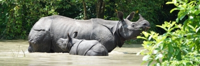  Rhino Population In Assam's Kaziranga Increases By Over 8%-TeluguStop.com