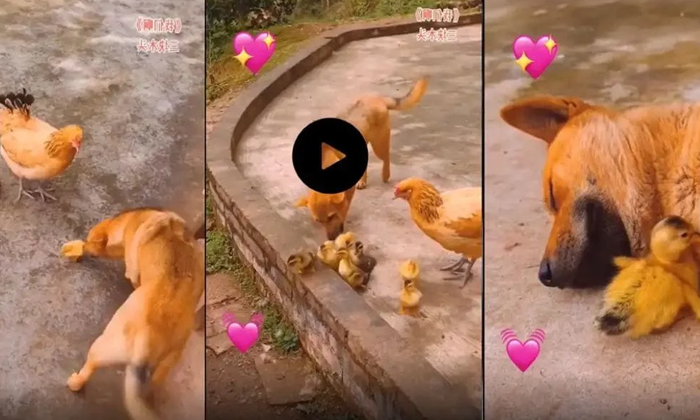  Dog Living With Chicks  If You Watch This Video, You Will Definitely Get Fed Up-TeluguStop.com