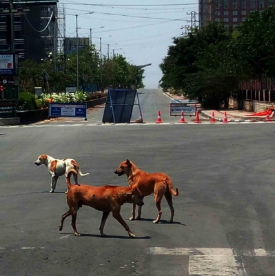  Stray Dog Stabbed To Death In Delhi's Kalyanpuri-TeluguStop.com