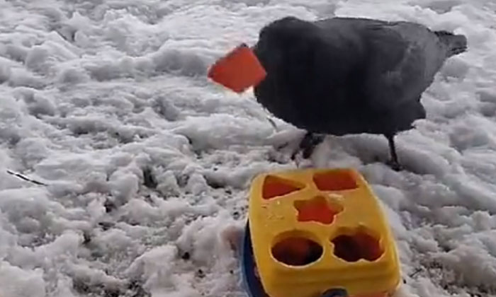  Someone Has To Salute The Wisdom Of This Bird Bird, Talent, Viral Video, Intell-TeluguStop.com