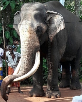  Venerated Indian Tusker Nadungamuwa Raja Dies In Sl-TeluguStop.com