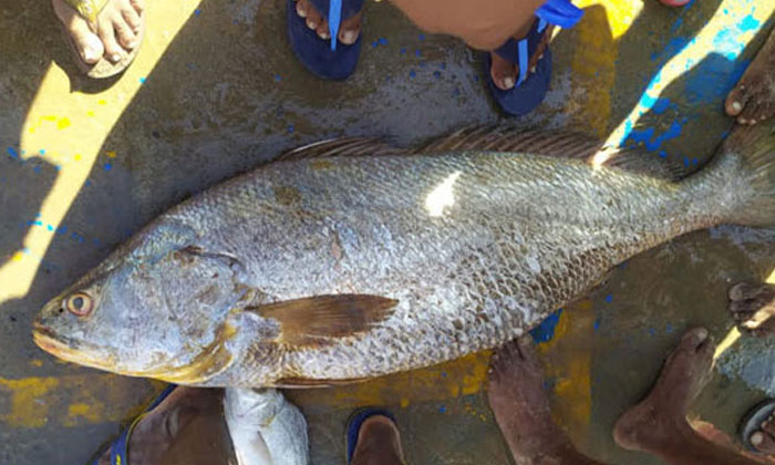 Telugu Fish, Kachidi Fish, Latest-Latest News - Telugu