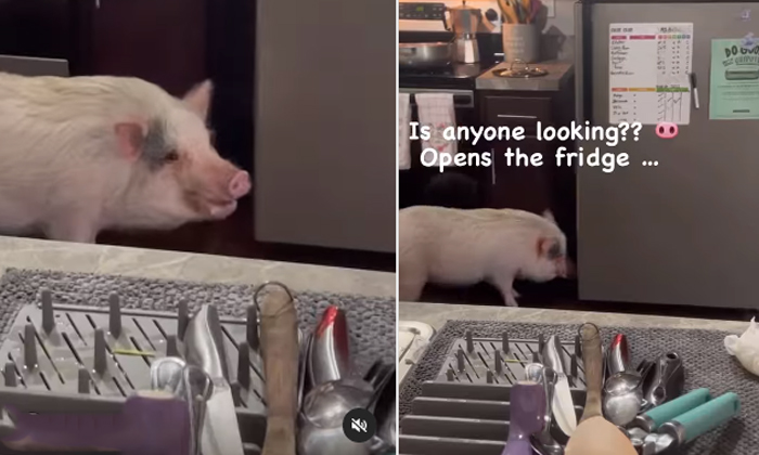  Viral Video Pig Caught While Snatching Owner Food Details, Viral Video, Viral La-TeluguStop.com