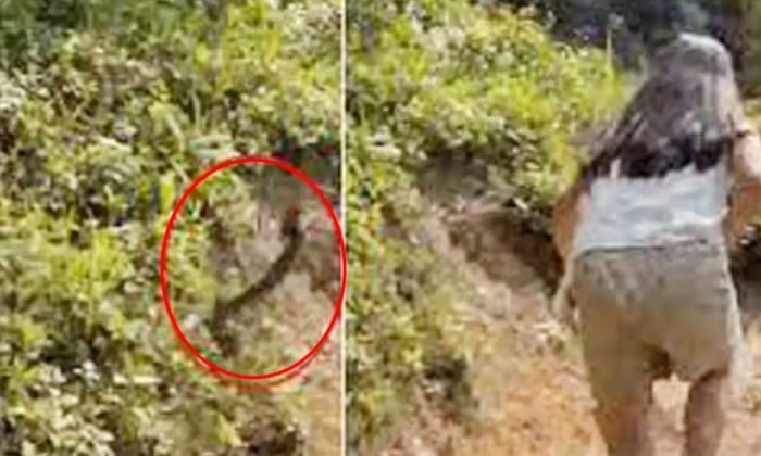  Viral Video The Snake That Suddenly Attacked The Youth  Finally, Viral Latest, V-TeluguStop.com