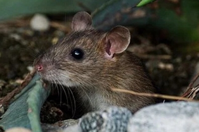  Voles Modify Habitat Structure To Evade Avian Predators: Study-TeluguStop.com