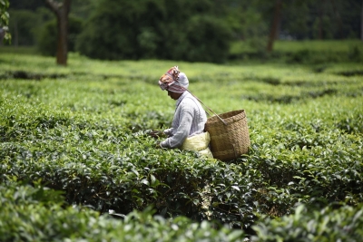  War To Affect India's Tea Exports To Cis Nations, Says Industry Body-TeluguStop.com