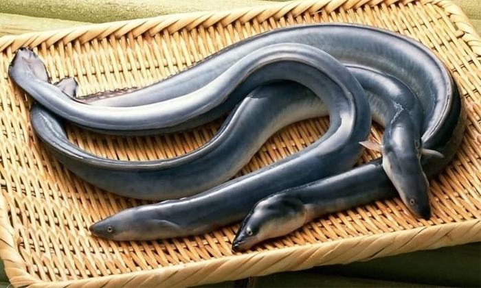  World Most Expensive Sea Food Japanese Unagi Eel Fish Details, Fishes, Viral New-TeluguStop.com