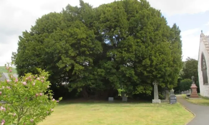 Telugu America, Chile, Gran Abulo, Iran, Longerniv Yoo, Nature, Oldest, Oldest T Telugu America, Chile, Gran Abulo, Iran, Longerniv Yoo, Nature, Oldest, Oldest T