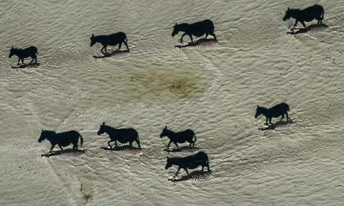  Zebras Travelling In Desert Illusion Pic Viral Details, Zebra, Photo, Viral Lat-TeluguStop.com