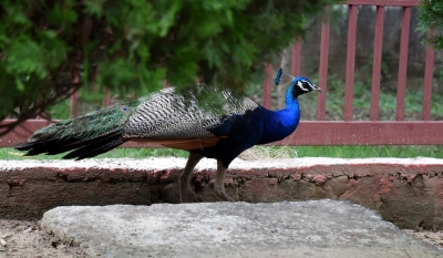  2 Peacocks Found Dead In Up, Probe Indicates Pesticide Poisoning-TeluguStop.com