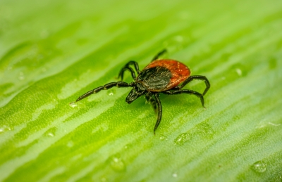  40 Cases Of Human Tick-borne Diseases Reported In Mongolia-TeluguStop.com