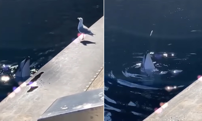  Would Be Amazed To See How The Dolphin Played This Bird, Bird, Playing, Dolphin-TeluguStop.com