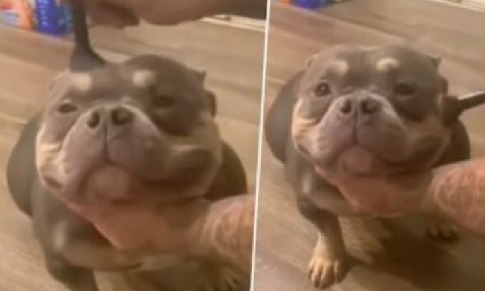  Viral Video Bulldog Gives The Cutest Smile While Getting Makeup,bulldog Makeup-TeluguStop.com