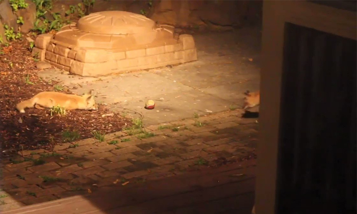  Cute Video Of Fox Cubs Playing With A Ball In The Garden Details, Fox Kids, Pla-TeluguStop.com