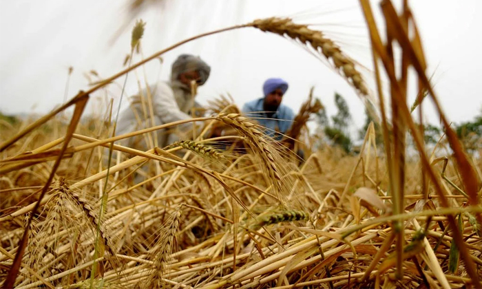  Domestic Demand Of Wheat In India Production Per Capita Availability Details, Wh-TeluguStop.com