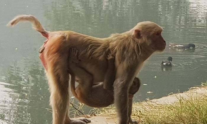 Telugu China, Dumb, India, Helped Sparrow, Monkeys, Sparrow, Sunstroke, Tanks-La