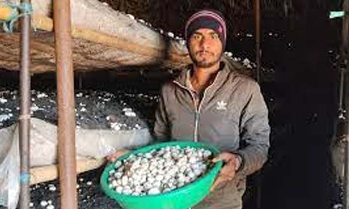  Mushroom Farming Profit 40 Lakhs Per Month , Mushroom Farming , Profit 40 Lakhs-TeluguStop.com