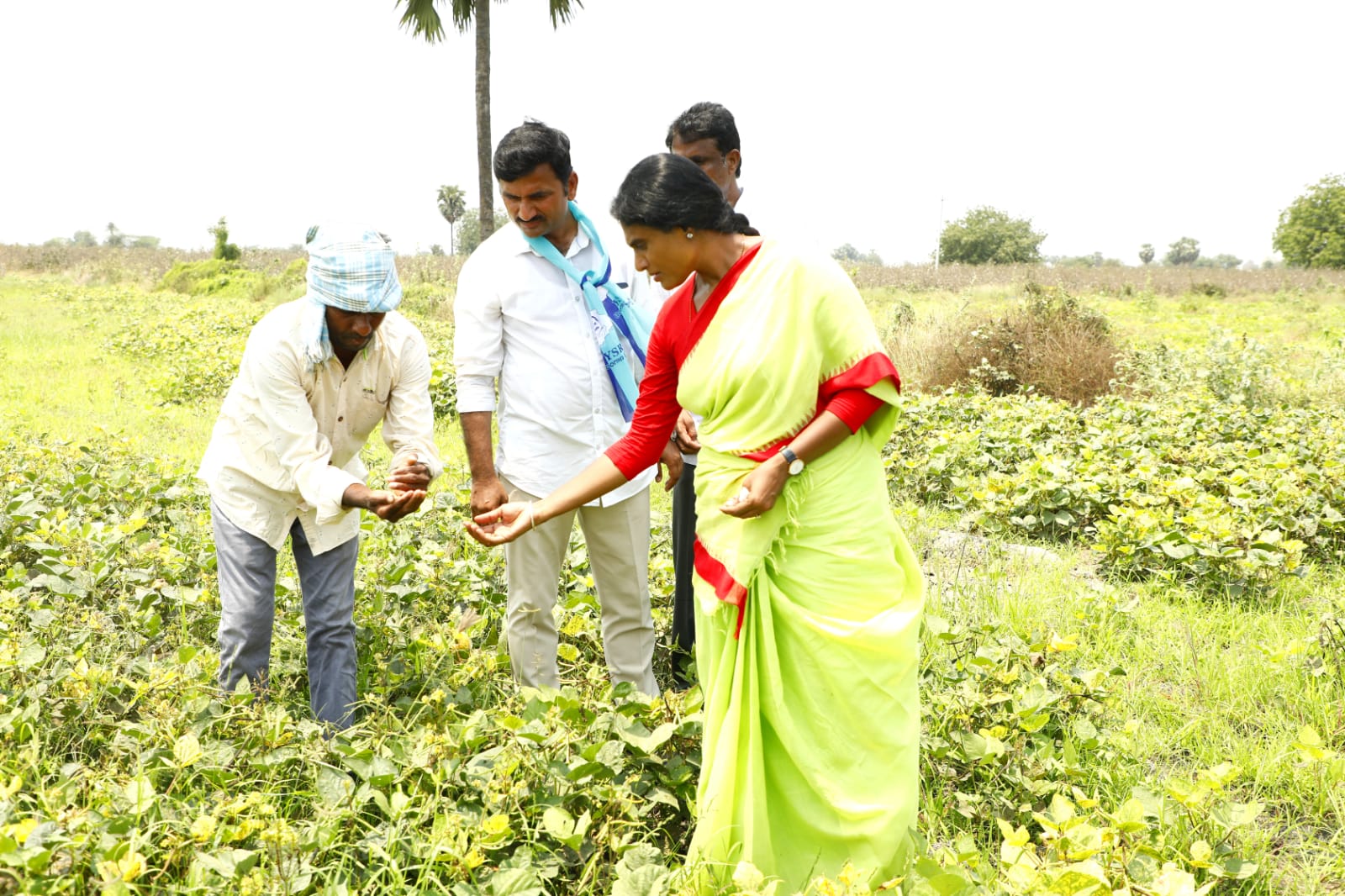  Public Presence: Ys Sharmila Inspecting The Fields Of Pesara Farmers-TeluguStop.com