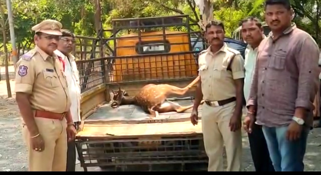  A Deer Lying Dead On The Road At Midnight-TeluguStop.com