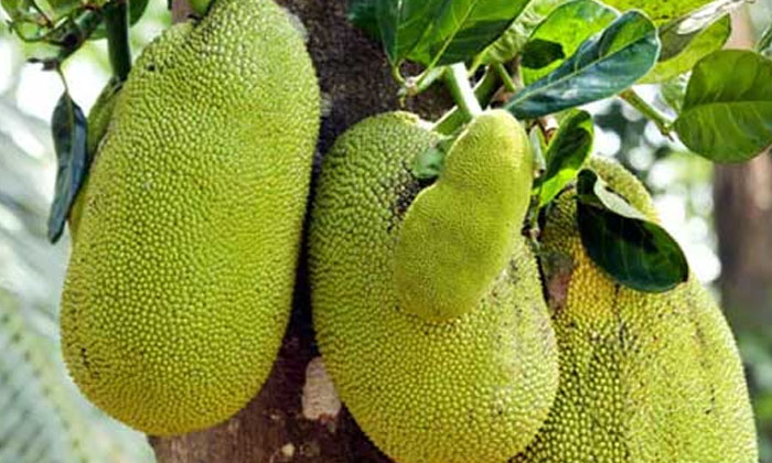  Jackfruit Is Selling In High Price  Jackfruit,  High Price, Landon , Bangladesh-TeluguStop.com