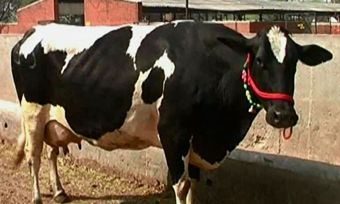  Hardhenu Cow Gives Milk From 55 To 60 Liters Every Day ,luvas , Hardhenu Cow ,-TeluguStop.com