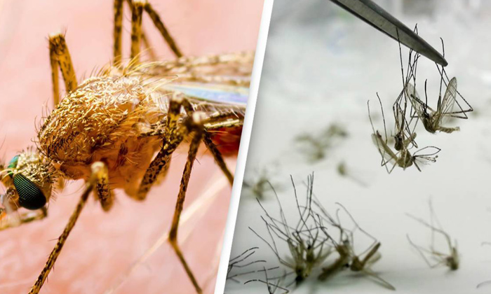 Telugu America, Calinia, Female, Genehacked, Male Mosquitoes, Oxitec Company-Tel Telugu America, Calinia, Female, Genehacked, Male Mosquitoes, Oxitec Company-Tel