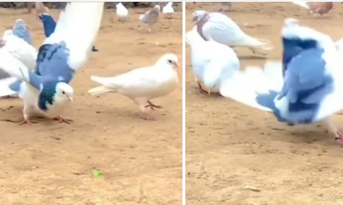  The Pigeon Doing Amazing Backflips  Video Viral , Prisoners Dilemma Club,  Pigeo-TeluguStop.com