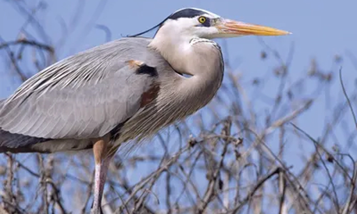  Strange Bird That Swallowed A Rabbit Finally, Rabbit, Bird, Viral Latest, Viral-TeluguStop.com