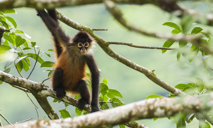 Telugu Amazon, Batman, Monkey, America, Spider Monkeys, Wildlife-General-Telugu