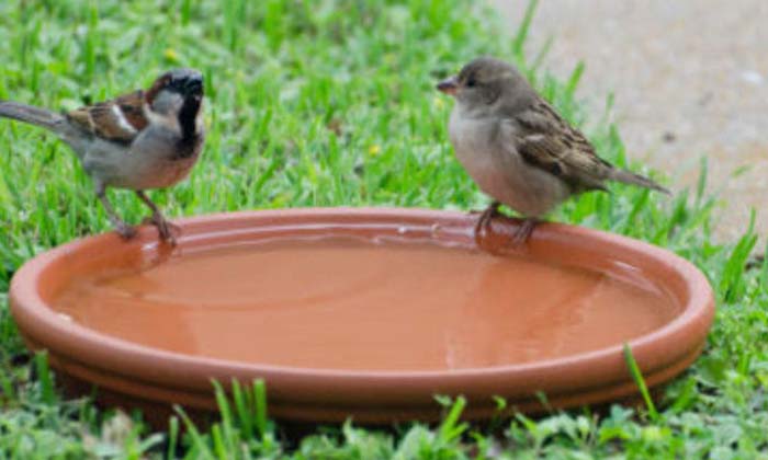 Telugu China, Dumb, India, Helped Sparrow, Monkeys, Sparrow, Sunstroke, Tanks-La