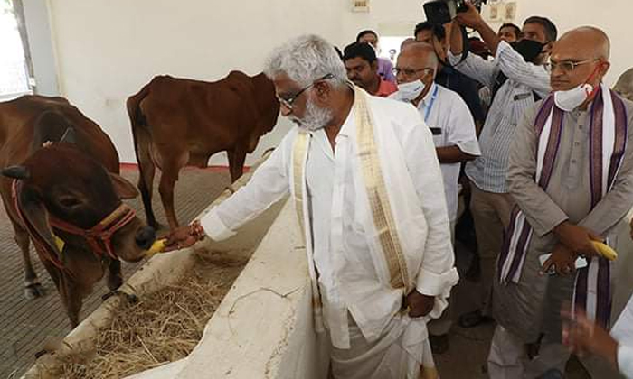 Telugu Cmjagan, Cows, Stone, Milk, Srivenkateswara, Tirumala, Tirupati, Ttdchair