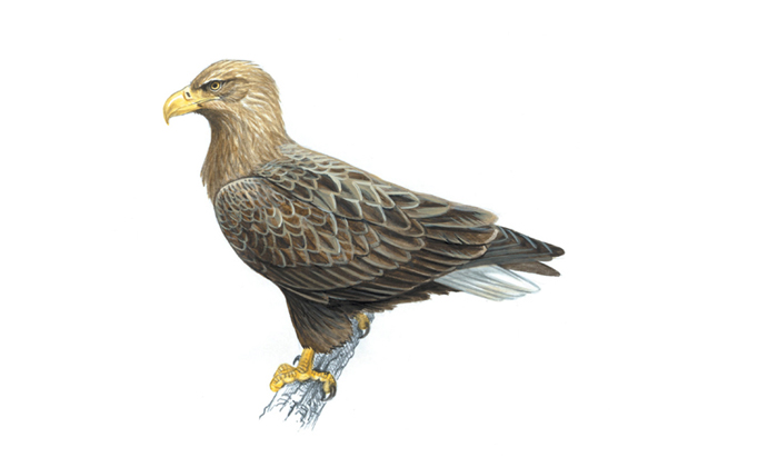  Rare White Tailed Hawks In A Secret Place , United Kingdom, Royal Society Of Sco-TeluguStop.com