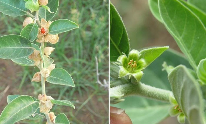  Business Idea Ashwagandha Farming , Ashwagandha , Farming, Formmers , Cultivat-TeluguStop.com