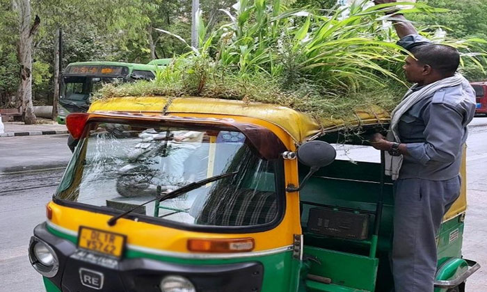  Man Convert His Auto In Garden To Get Rid From Summer , Garden , Summer , Auto-TeluguStop.com