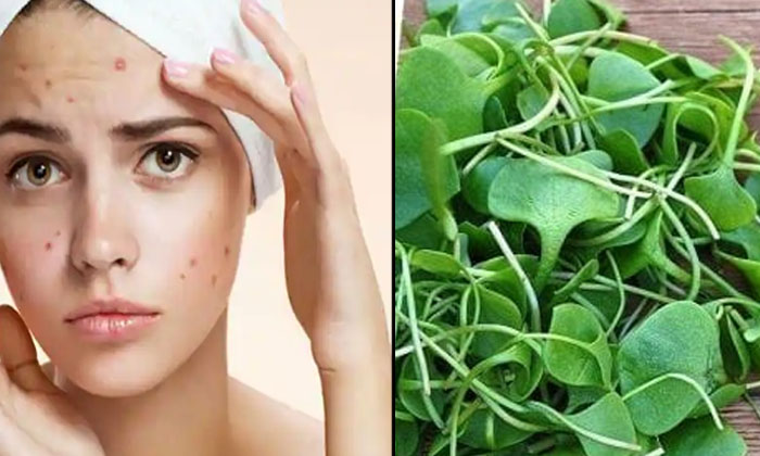 Do You Know How Many Benefits Of Greens Have For Skin? Green Vegetables, Greens, Do You Know How Many Benefits Of Greens Have For Skin? Green Vegetables, Greens,-TeluguStop.com