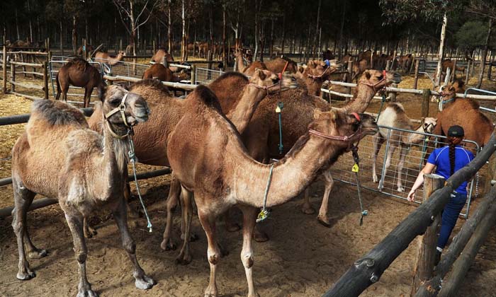  Camel Farming Govt Scheme For Cattleman , Camel , Camel Farming , Govt Scheme ,-TeluguStop.com