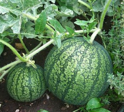 Chinese Experts Reveal Genetic Variation Basis In Watermelon Seed Size Chinese Experts Reveal Genetic Variation Basis In Watermelon Seed Size-TeluguStop.com