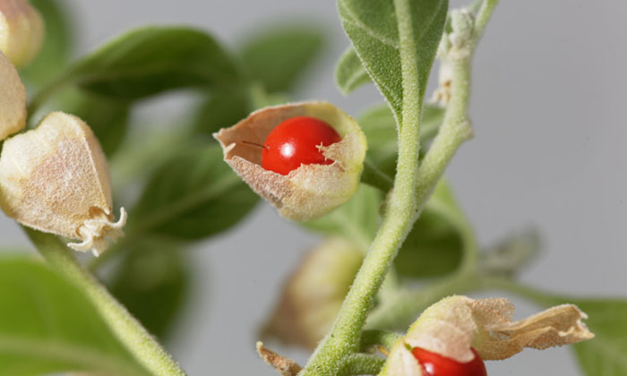  Farmers Started Cultivation Of Ashwagandha ,farmers , Cultivation , Ashwagandha,-TeluguStop.com