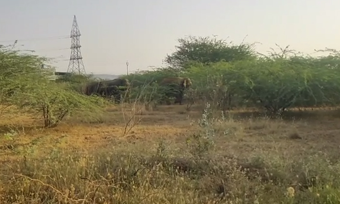 Elephants Alert In Renigunta Details, Elephants ,renigunta, Renigunta Manda, Ele Elephants Alert In Renigunta Details, Elephants ,renigunta, Renigunta Manda, Ele-TeluguStop.com