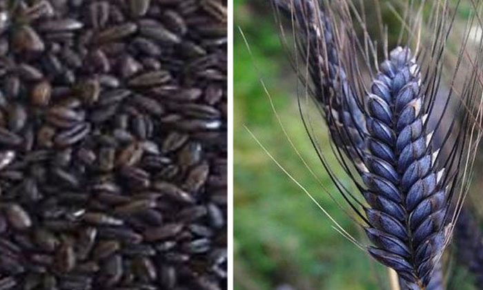  Black Wheat Farming Beneficial For Farmers ,black Wheat , Farming , Farmers, Sh-TeluguStop.com