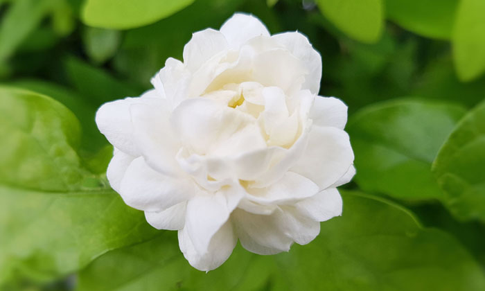  Cause Of Aroma In Flower , Flowers, Rose, Aroma, Smell, Molecular Weight , Jasmi-TeluguStop.com