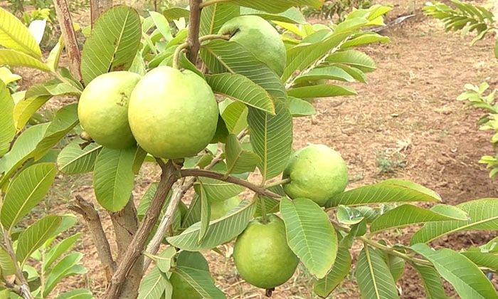  Guava Cultivation Learn Effective , Guava Cultivation, Formmers , Fruit Rot, Me-TeluguStop.com